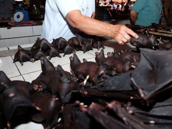 Bức ảnh được chụp vào tháng 2, một người bán dơi tại chợ Tomohon Extreme Meat trên đảo Sulawesi, Indonesia.