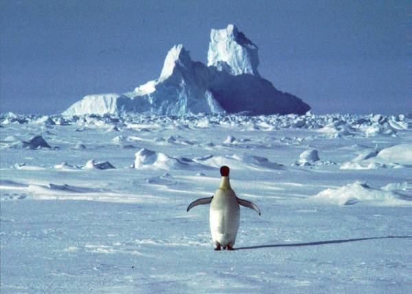 Nam Cực đang trải qua những ngày nắng nóng nhất lịch sử. Ảnh: AAP.