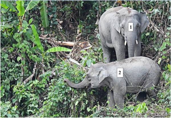 Đàn voi tám cá thể được ghi nhận tại Khu bảo tồn loài và sinh vật cảnh voi Quảng Nam. Ảnh: Chuyên gia cung cấp