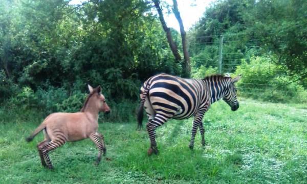 Mẹ con ngựa vằn trong công viên quốc gia Chyulu, Kenya. Ảnh: SWT.